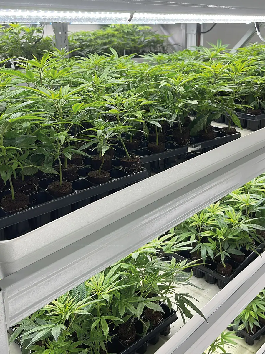 Cannabis Stecklinge Produktion 1