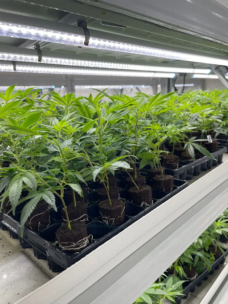 Cannabis Stecklinge Produktion 3