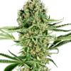 Critical Runtz