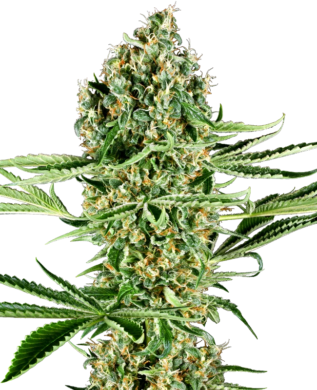 0000015_critical-runtz-feminized-seeds_800.webp