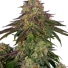Sweet Cherry Kush®