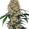 Sensi Amnesia XXL Auto