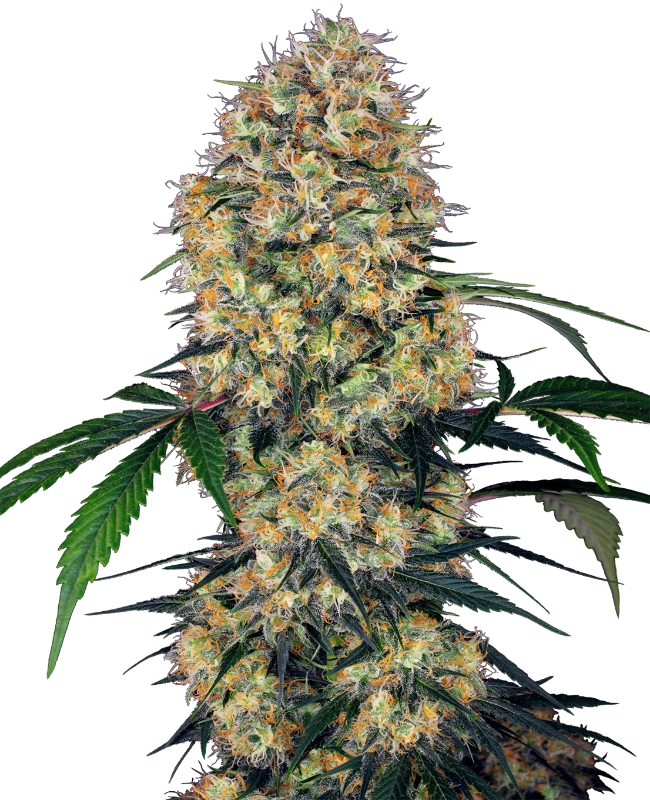 0000092_sensi-amnesia-xxl-automatic-seeds_800.webp