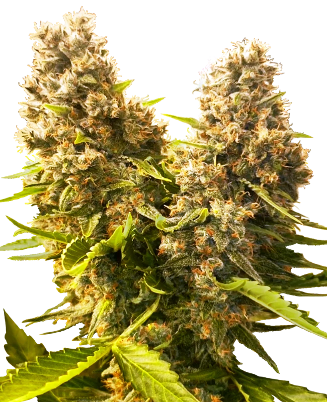 0000114_banana-kush-cake-automatic-seeds_800.webp