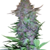 Purple Skunk Auto