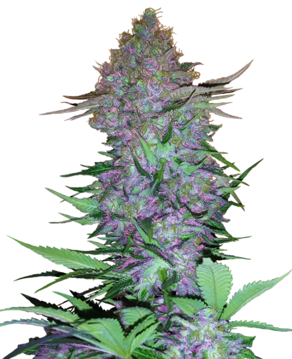 Purple Skunk Auto