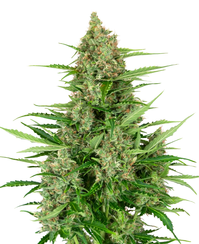 0000259_double-kush-cake-automatic-seeds_800.webp