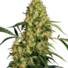 Mexican Sativa®