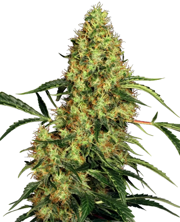Mexican Sativa®