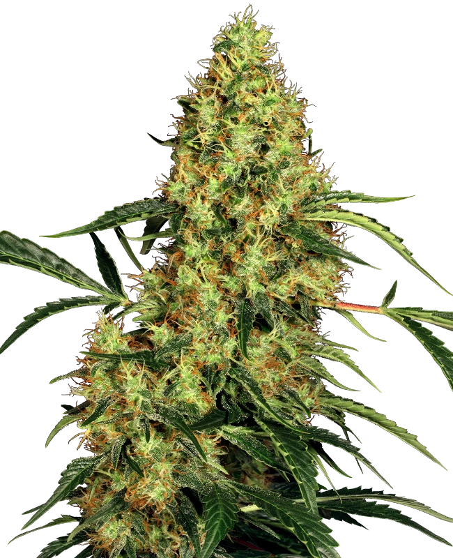 0000399_mexican-sativa-regular-seeds_800.webp