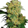 Big Bud®