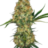 Hindu Kush®