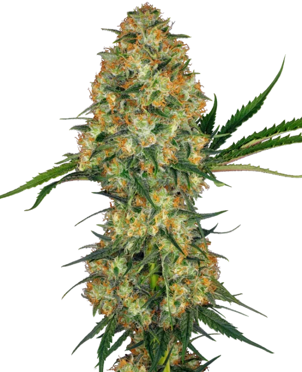 Hindu Kush®