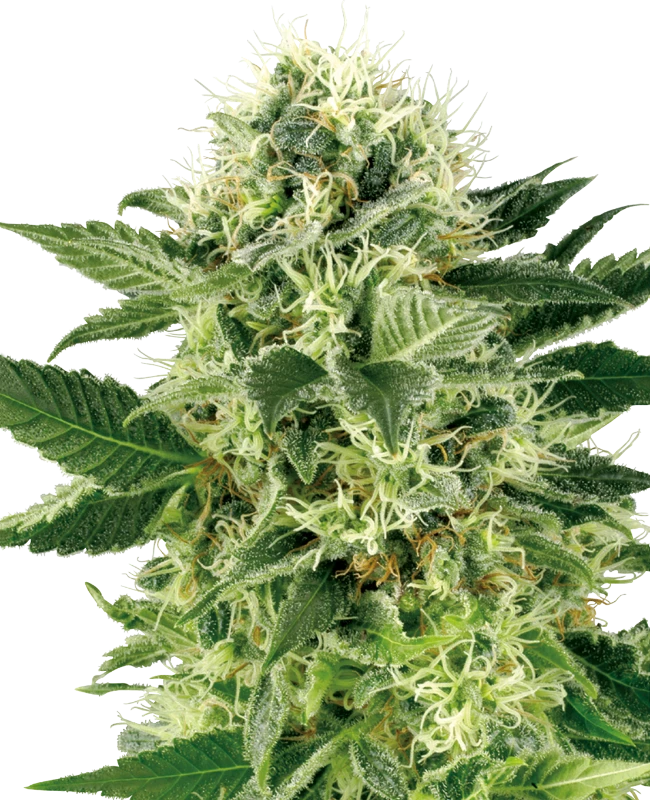 0000673_northern-lights-feminized-seeds-by-white-label_800.webp