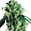 Super Skunk®