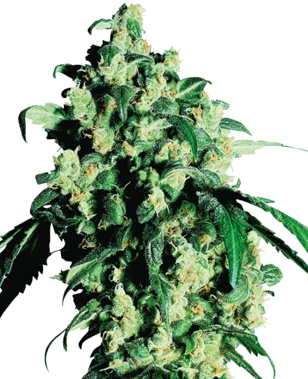 Super Skunk®