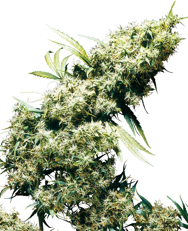 0000794_jamaican-pearl-regular-seeds_800.webp