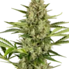 Jack Herer Auto