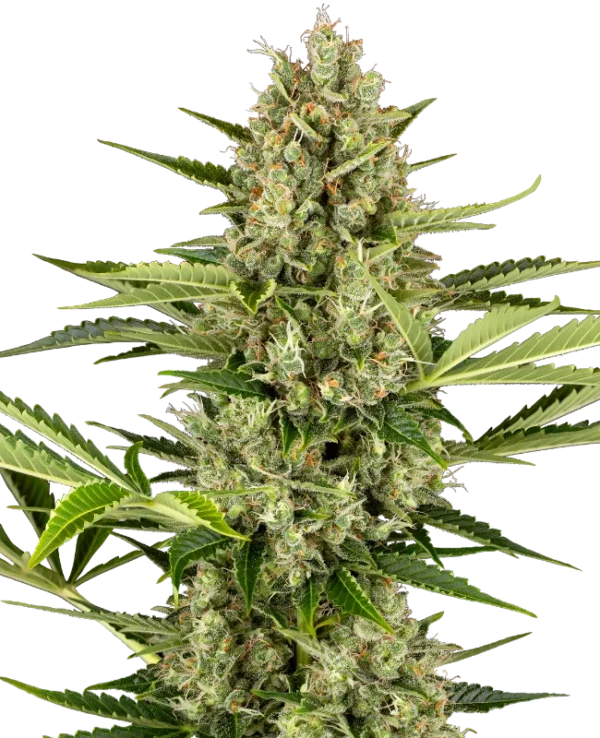 Jack Herer Auto