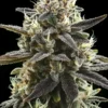 Ausgewachsene Critical Kush Blüte