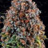 Criticalz Kush