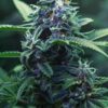 Magnum Auto
