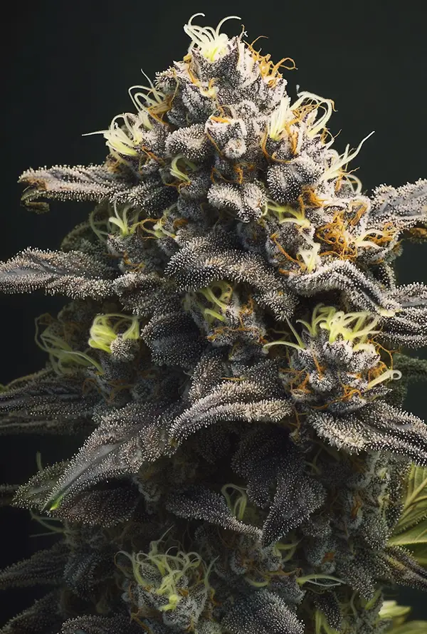 Northern Lights
