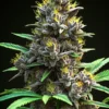 Ein Amnesia Bud