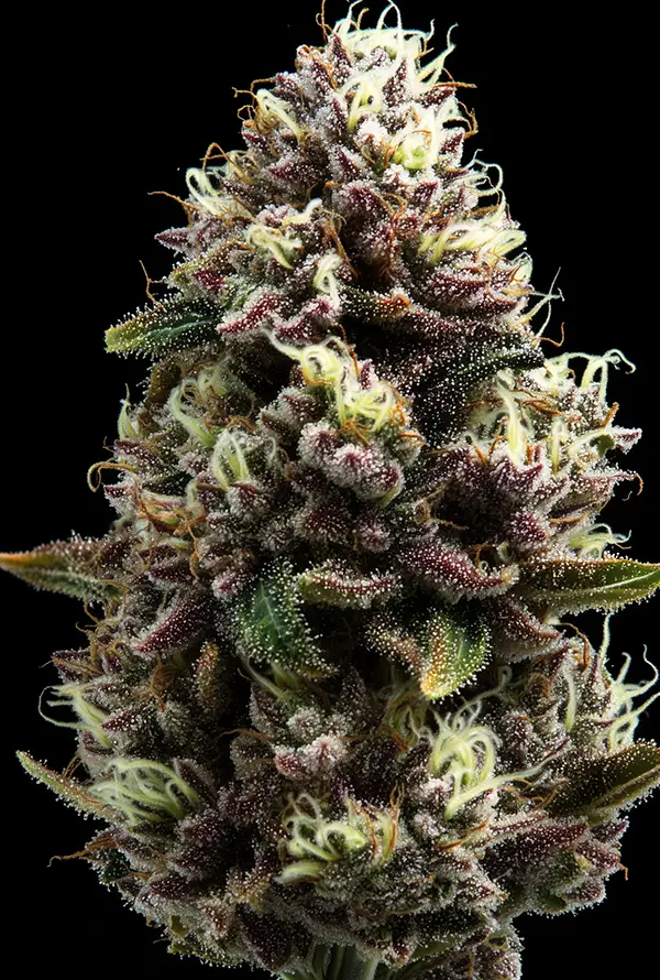 White Widow