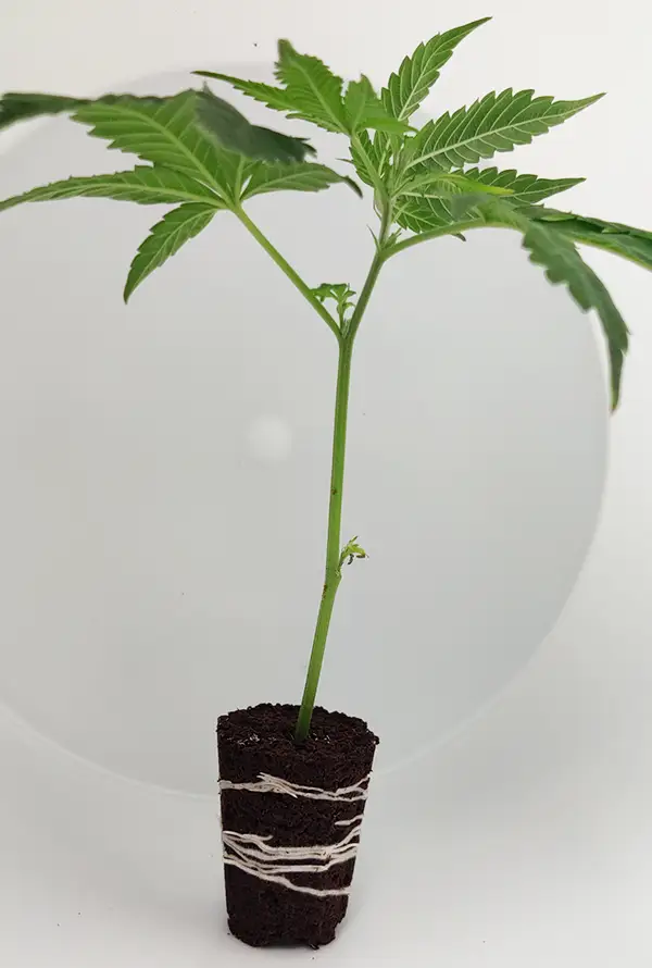 steckling_Critical-Kush.webp