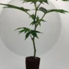 Ein Amnesia Steckling der GoG GmbH