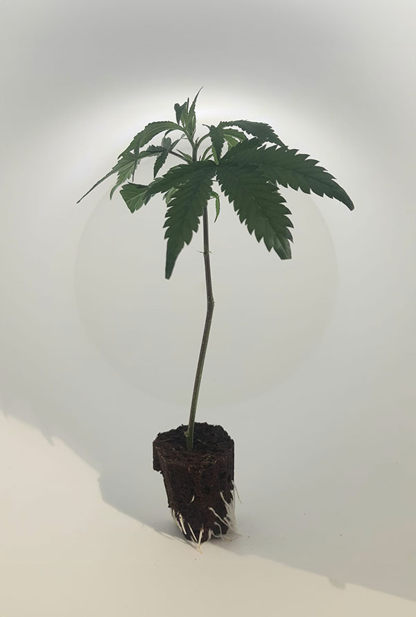 steckling_girl-scout-cookies.jpg