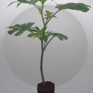 Mimosa Orange Punch