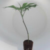 Ein Tropicana Cookies Steckling