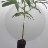 Ein White Widow Steckling
