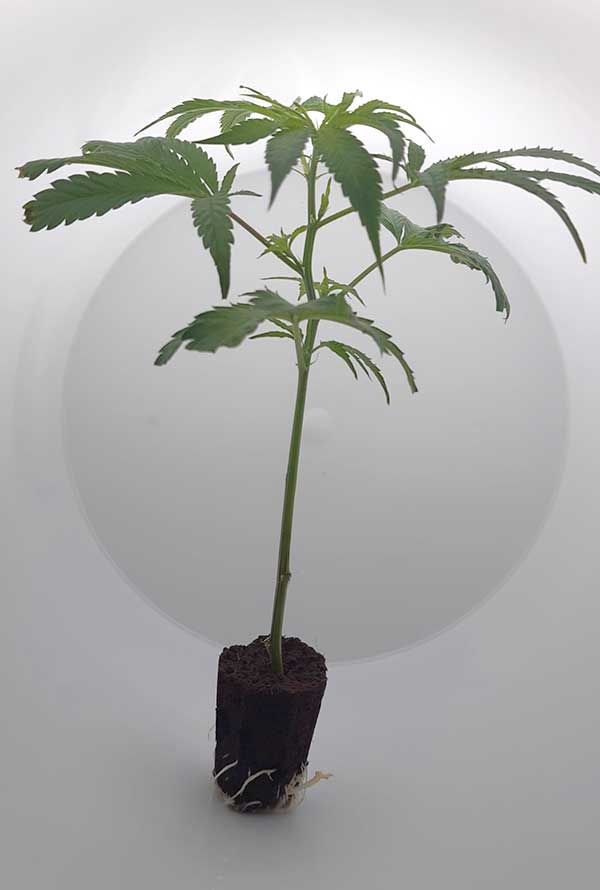 steckling_white-widow2.jpg