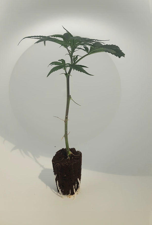 steckling_ztrawberry1.jpg