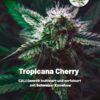 So kann eine Tropicana Cherry Blüte aussehen