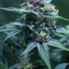 So kann eine White Widow Blüte aussehen