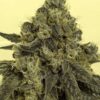 So kann eine White Widow Blüte aussehen